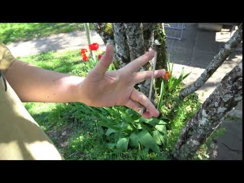 Beadroll Variation A