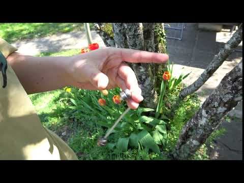 Two Finger Gap Transfer