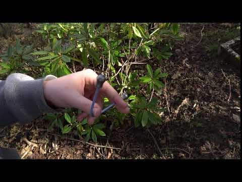 Slingshot Variation Into Micdrop Fakie Beadroll