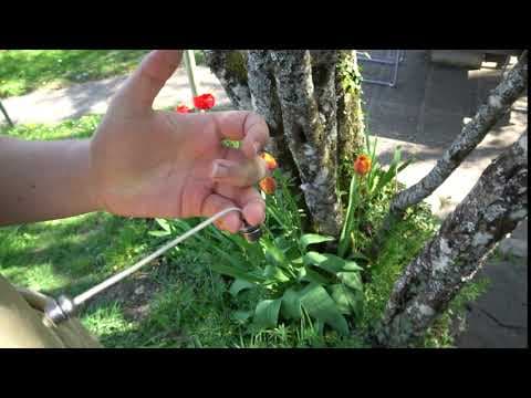 Groundhog Variation A