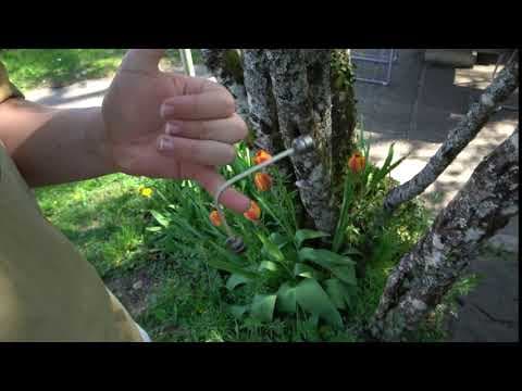 Pinky Roll Variation A